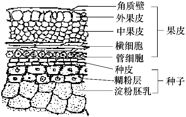 六、荞麦的分类及子粒结构